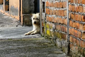Los perros callejeros tienen su día hoy, para promover su cuidado