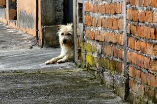 Por qué se celebra hoy y cómo ayudar a los animales que se encuentran en la calle