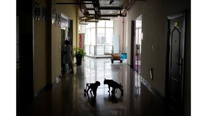 Los perros caminan con las sillas de ruedas antes de recibir tratamiento de acupuntura en Shanghai TCM