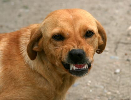 Los perros, como las personas, también poseen dientes de leche, que empiezan a aparecer entre los primeros 20 y 30 días de vida