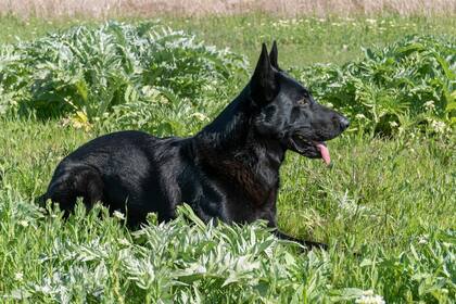 Los perros contraen los parásitos vía oral de las heces de otros animales
