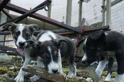 Los perros de Chernobyl son genéticamente diferentes a los perros de otras partes del mundo