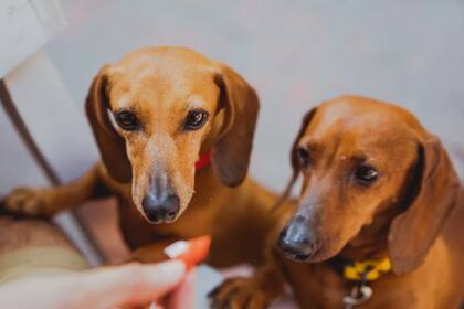 Los perros de esta raza son propensos a sufrir problemas de columna vertebral, especialmente la degeneración del disco intervertebral (Foto Pexels)