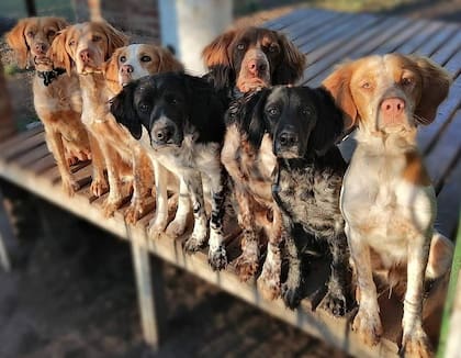 Los perros de Germán Escobar García