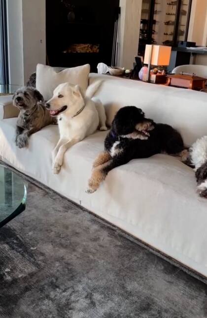 Los perros de la actriz