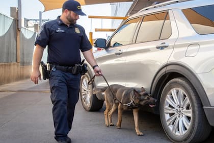 Los perros de la CBP generalmente intervienen en los secuestros de narcóticos