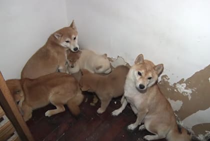 Los perros de la raza shiba inu fueron rescatados de dos criaderos de Mataderos y Villa Crespo