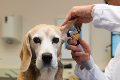 Los perros de orejas caídas suelen padecer de infecciones en los oídos