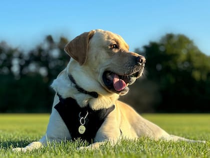 Los perros disipan el calor corporal a través del jadeo, ya que, a diferencia de los humanos, no sudan a través de la piel