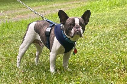 Los perros en la lupa de los especialistas