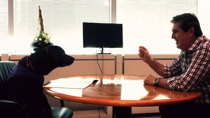 El perro como compañía en la oficina, una opción que suma adeptos