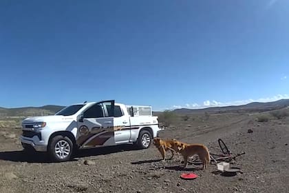 Los perros estaban tranquilos a pesar de su delicada situación (Foto: Facebook Yavapai County Sheriff's Office)