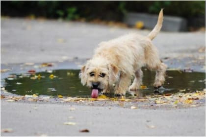 Los perros están expuestos a un entorno mucho más contaminado que los seres humanos, por ende su sistema inmune es más fuerte y sirve para detectar posibles peligros en humanos