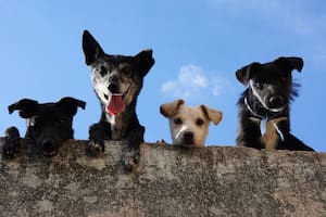 Así es la raza de perro más desobediente del mundo, según un neuropsicólogo canino