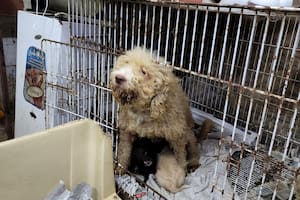 Por primera vez condenan en la Ciudad por crueldad animal al dueño de un criadero ilegal