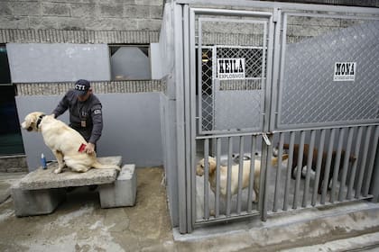 La adopción canina es una de las maneras en que se puede proveer una mejor vida a muchos de estos animales que son rescatados de las calles por organizaciones voluntarias