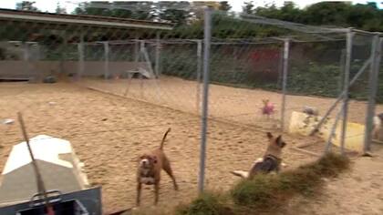 Los perros fueron llevados a un refugio, dónde se los analizará