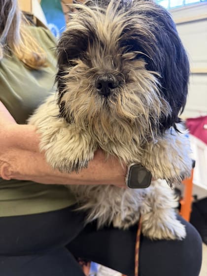 Los perros fueron llevados al veterinario.