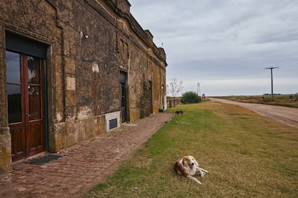 Los perros, habitantes indispensables en el medio rural