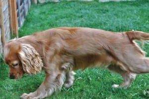 Los perros hacen huecos en el césped por diversas razones