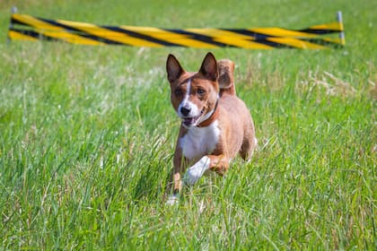 Los perros hiperactivos o con instintos más independientes como el basenji suelen ser más difíciles de entrenar