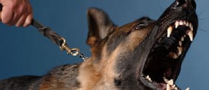 Por qué los perros ladran a algunas personas y a otras no