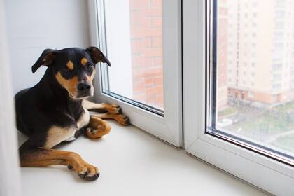 Los perros, las mascotas más elegidas por inquilinos y propietarios argentinos