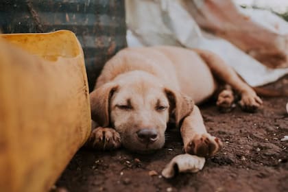 Los perros mestizos suelen ser la mezcla de dos razas (Foto Pexels)