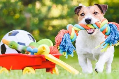 Los perros muerden objetos para regularizar su organismo