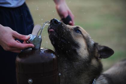 Los perros necesitan, en promedio, al menos 60 mililitros de agua por cada kilo de peso corporal