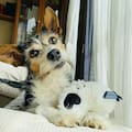 Cuántas horas se puede dejar a un perro solo en casa