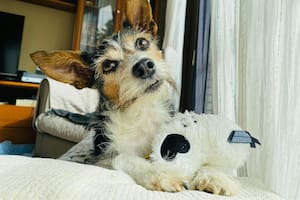 Cuántas horas se puede dejar a un perro solo en casa