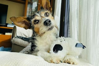 Cuántas horas se puede dejar a un perro solo en casa
