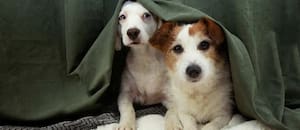 Menos ruido, más respeto