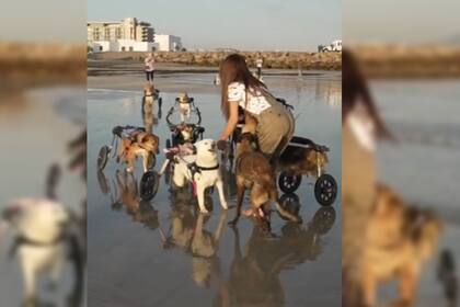Los perros paseando por la playa conmovieron en las redes sociales (Captura video)