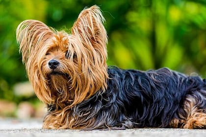 Los perros pequeños como el Yorkshire Terrier pueden llegar a alcanzar hasta 10 kg