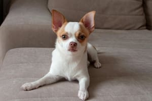 Los perros pequeños pueden ser de gran ayuda cuando se elige vivir en un sitio de espacio reducido