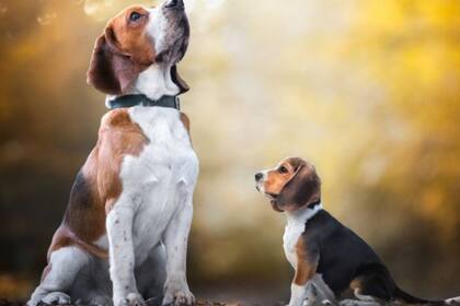 Los perros pequeños suelen vivir más que los grandes