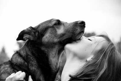 Los perros perciben a sus dueños como líderes de su manada y miembros de su familia (Foto ilustrativa: PIXABAY)