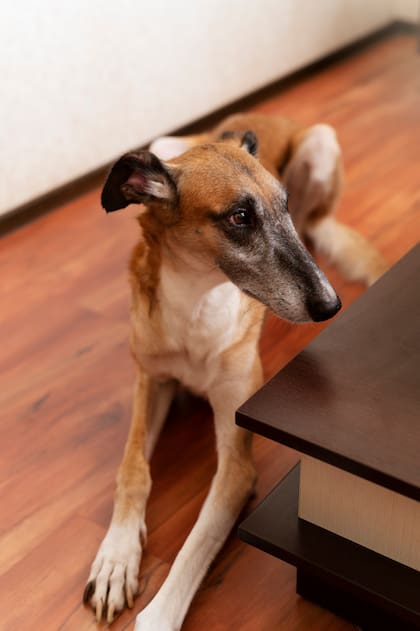Los perros perciben sonidos, olores y vibraciones que muchas veces pasan desapercibidos para las personas