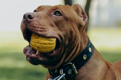 Los perros pitbulls son catalogados como peligrosos y por eso se debe regular la tenencia (Archivo)