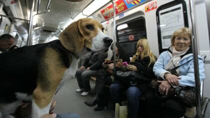 Los fines de semana los perros y gatos pueden viajar en subte