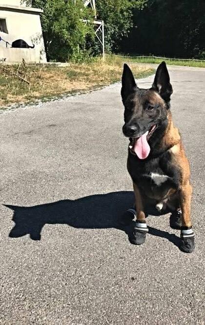 Los perros policía en Zúrich llevan estos días zapatos para evitar quemarse las patas con el ardiente asfalto, indicaron hoy las autoridades de la ciudad suiza.