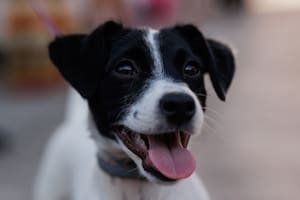 Aseguran que los perros “lloran” de alegría al reunirse con sus dueños