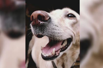 Los perros pueden atravesar diversas enfermedades (Foto Pexels)