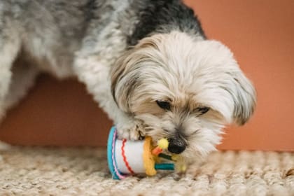 Los perros pueden cambiar sus comportamientos a través del juego (Foto Pexels)