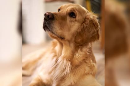 Los perros pueden captar 35,000 vibraciones por segundo (Foto Pexels)