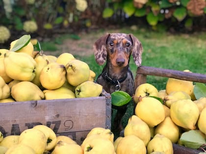 Los perros pueden comer ciertto tipo de frutas