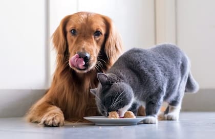 Los perros pueden detectar sabores que los gatos no, según los expertos