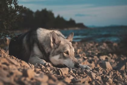 Los perros pueden generar una obsesión con las piedras (Fotos Unsplash)